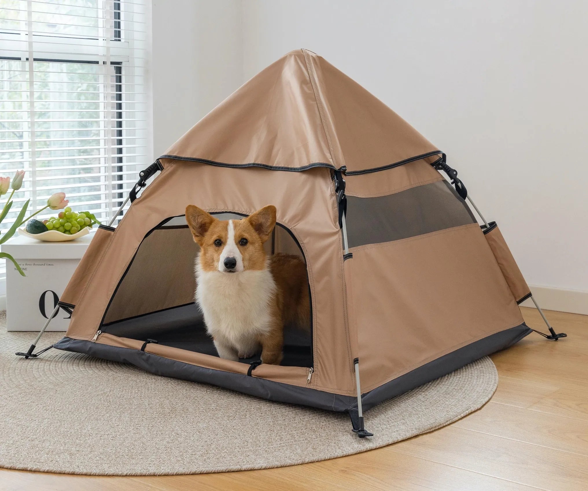 Dog standing inside a DearPet quick-open pet tent